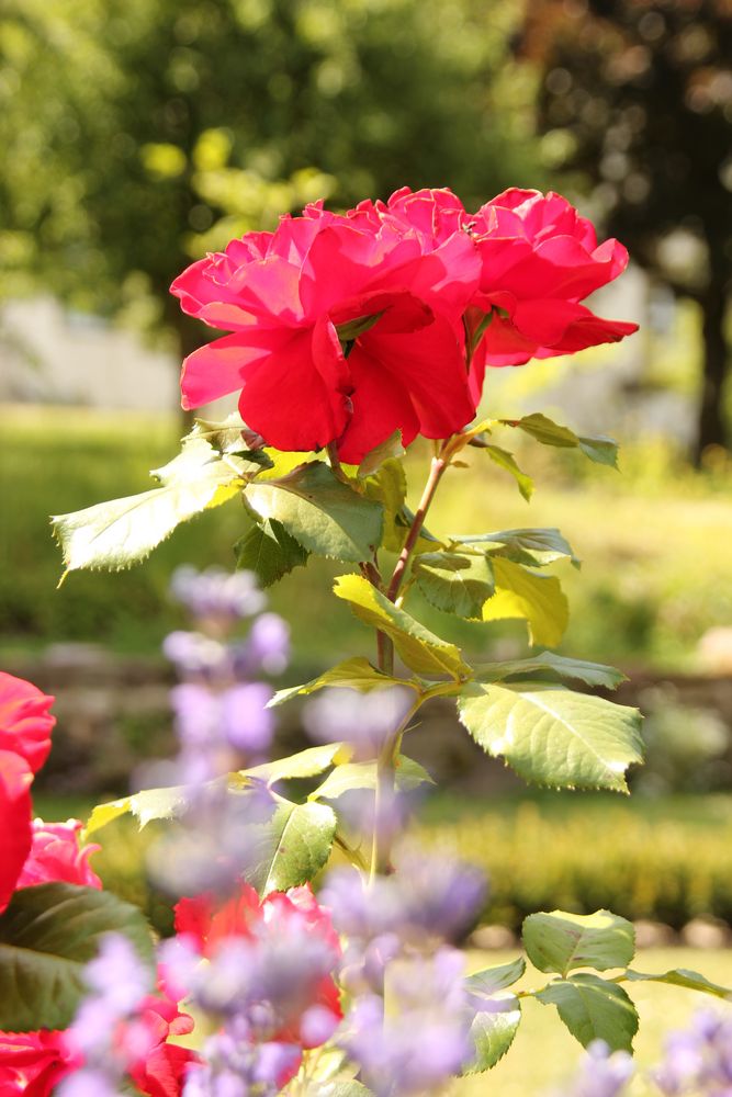 Garten Marienmünster