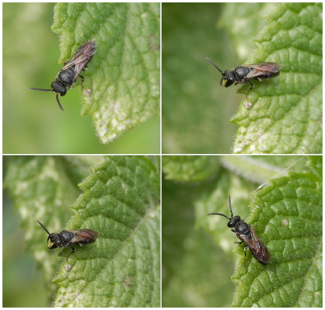 "Garten-Maskenbiene" - vielleicht Hylaeus hyalinatus ?