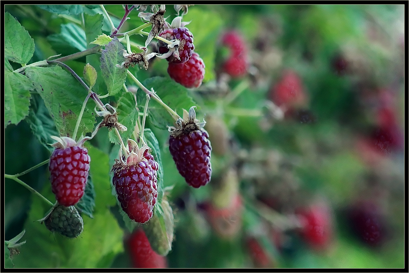 Garten mit Himbeeren 