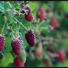 Garten mit Himbeeren 