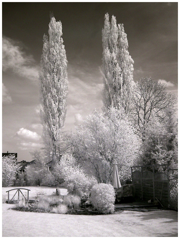 Garten mit Pappeln in IR