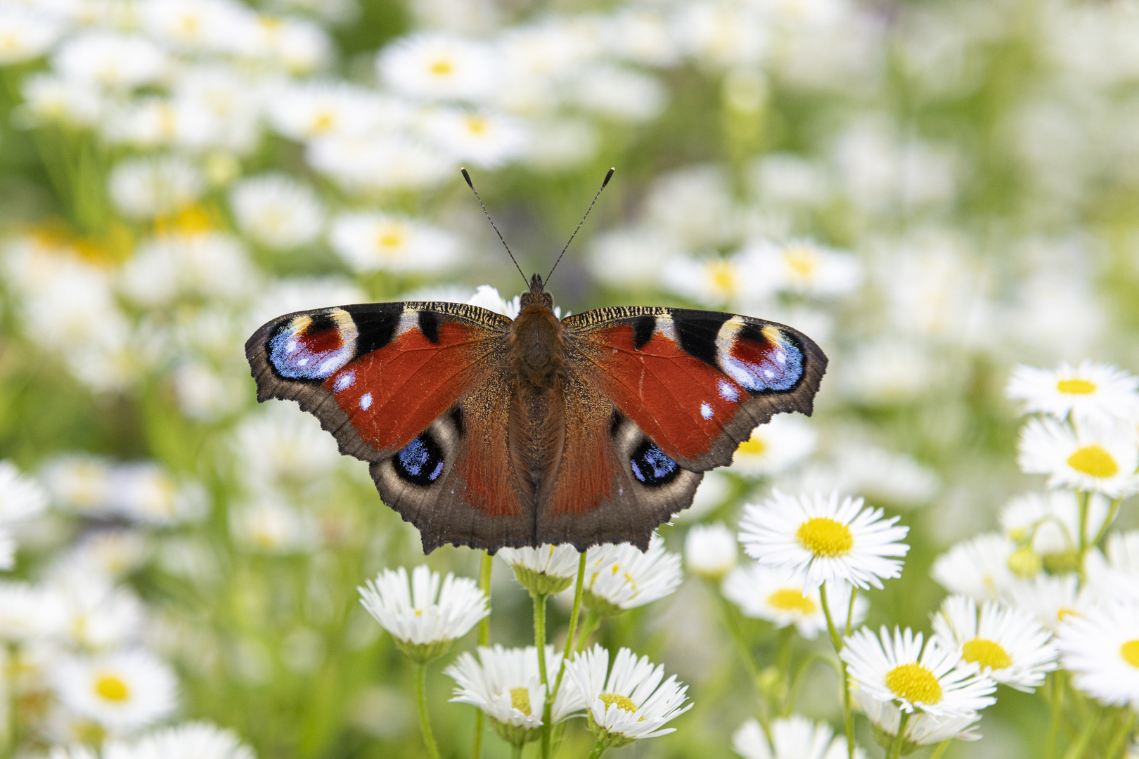 Garten Mit Schmetterling