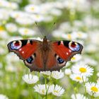 Garten Mit Schmetterling