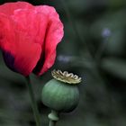 Garten / Mohn