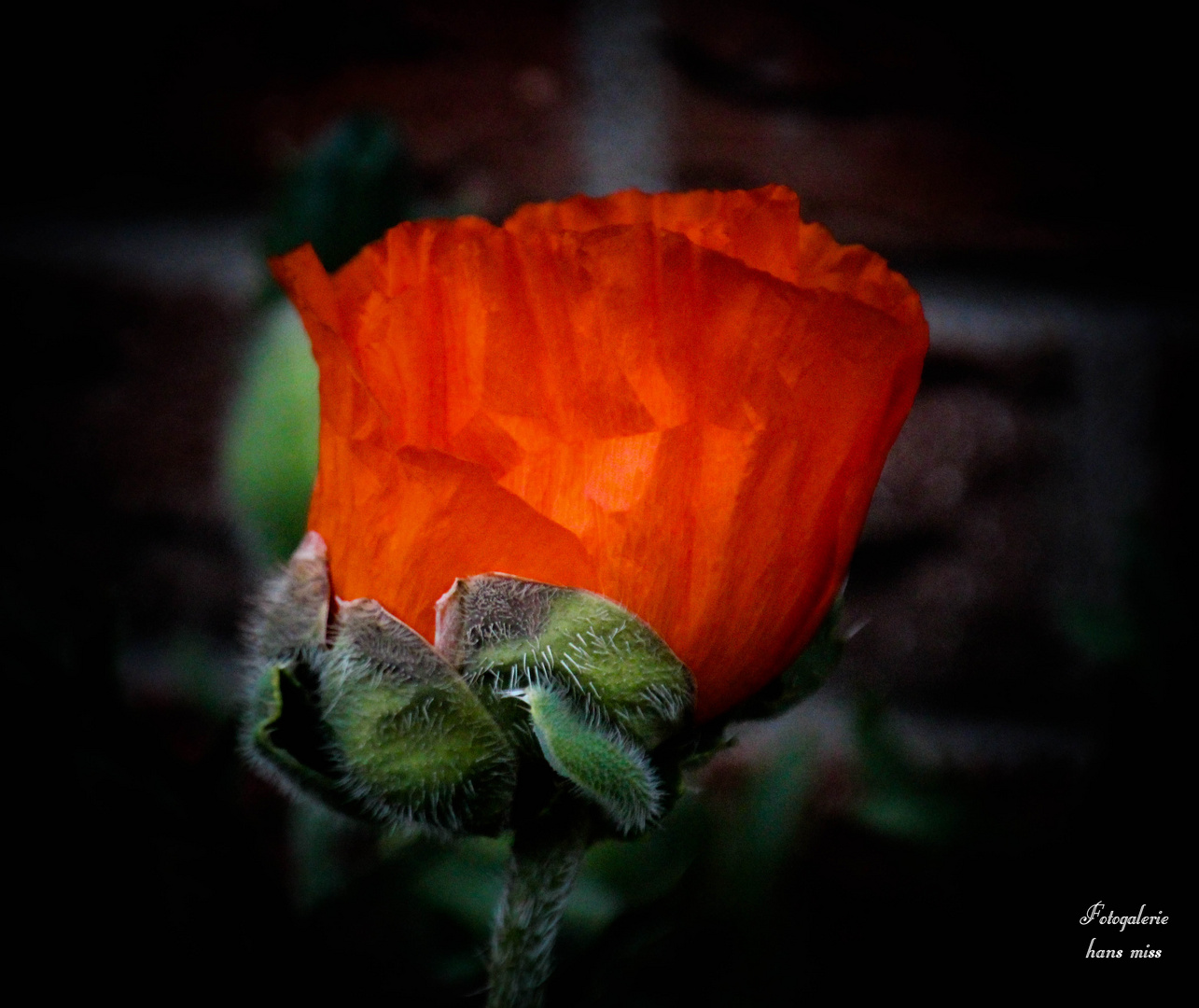 Garten /Mohn Foto & Bild pflanzen, natur Bilder auf