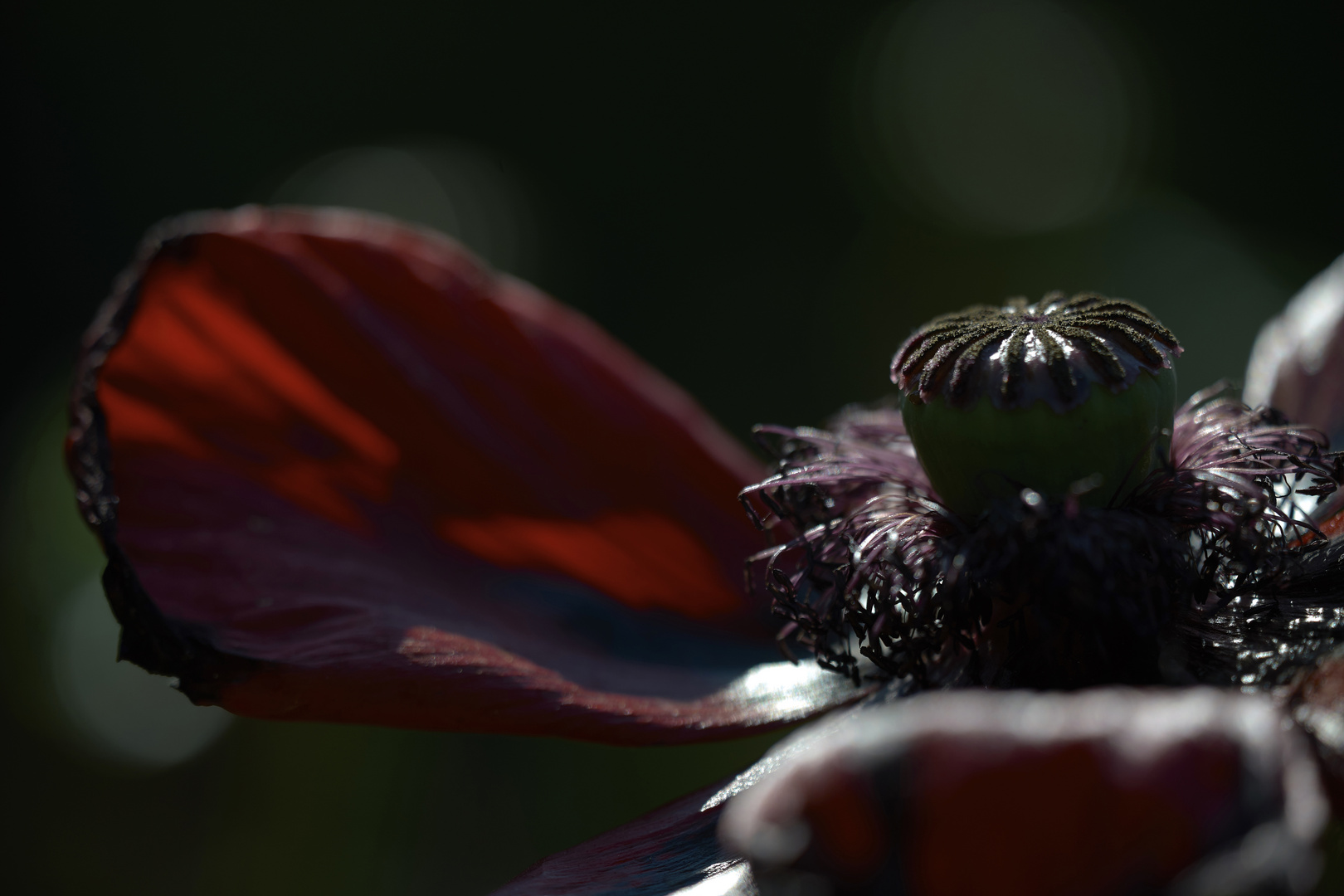 Garten-Mohn