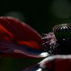 Garten-Mohn