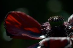 Garten-Mohn