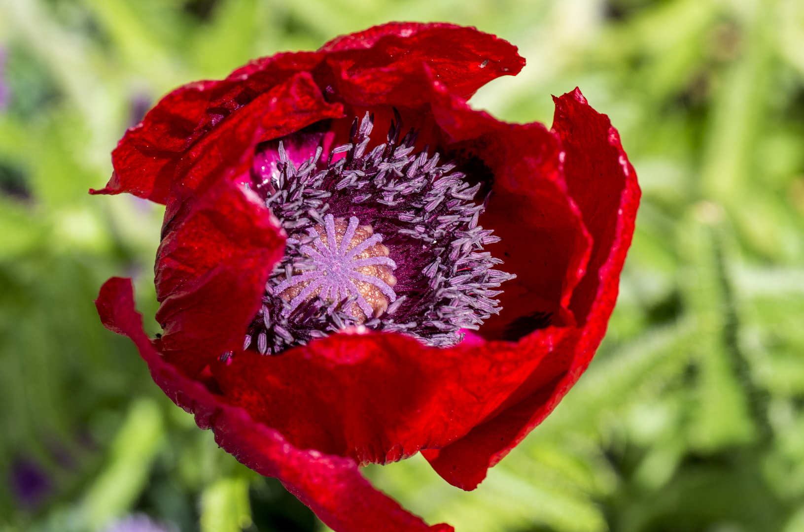 Garten-Mohn