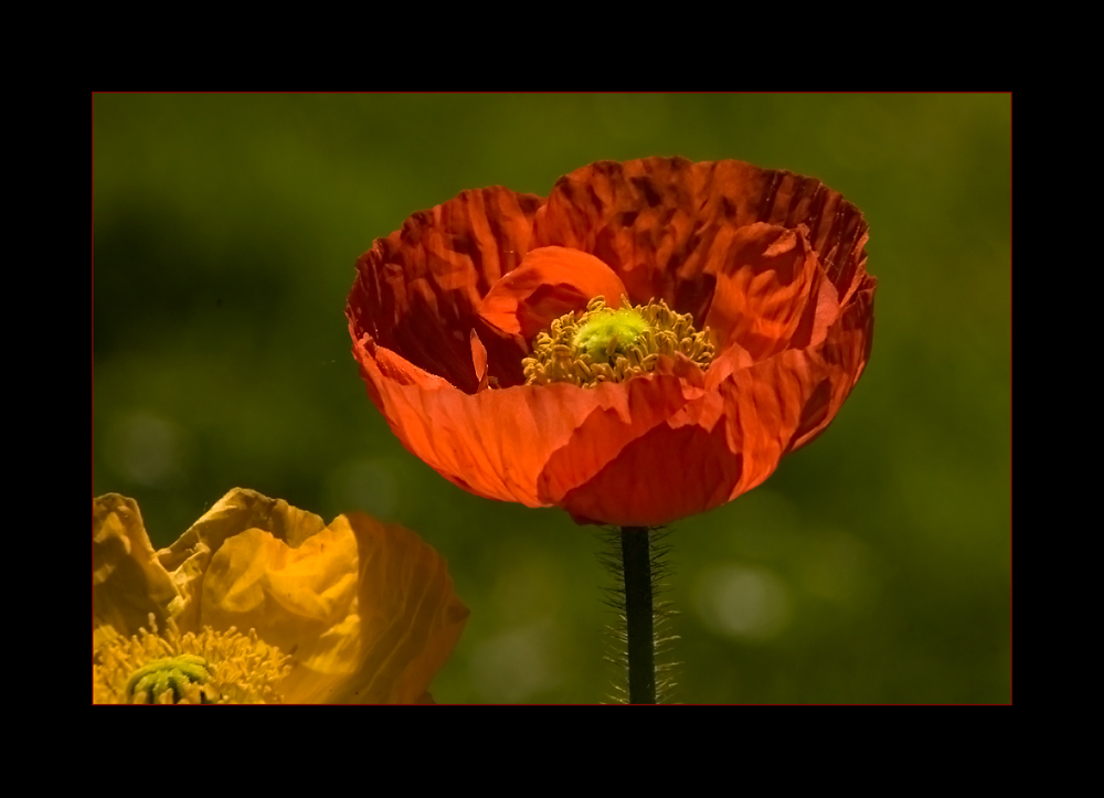 Garten-Mohn