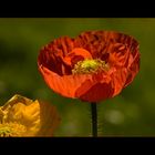 Garten-Mohn