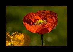 Garten-Mohn