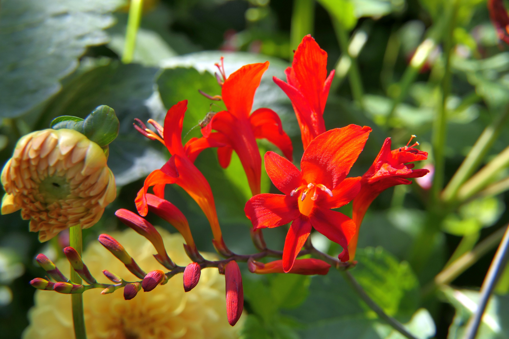 GartenMontbretie Foto & Bild spezial, mittwochsblümchen