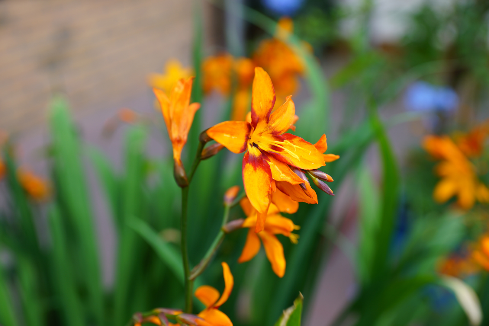 Garten Montbretie Foto Bild Pflanzen Pilze Flechten Bluten