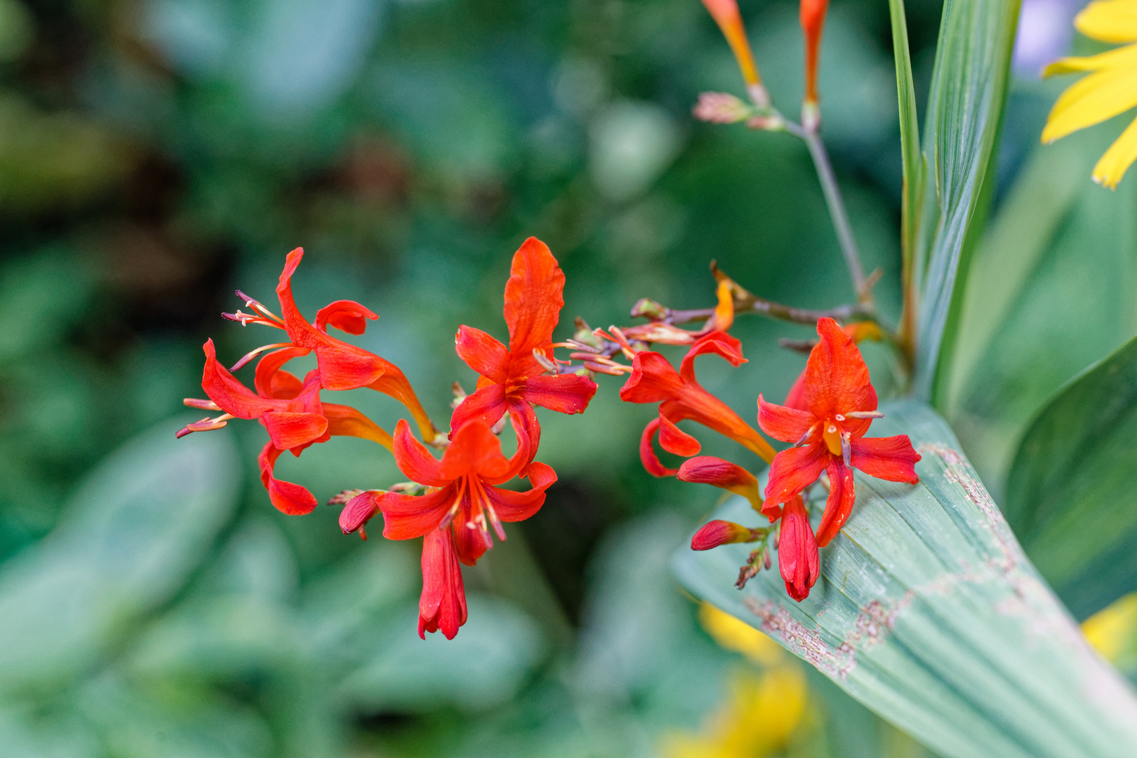 Garten-Montbretie_1