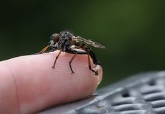 Garten- oder Fransen Raubfliege