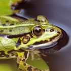 Garten- oder Teichfrosch