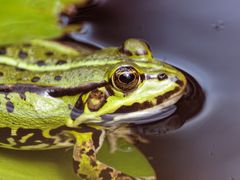 Garten- oder Teichfrosch