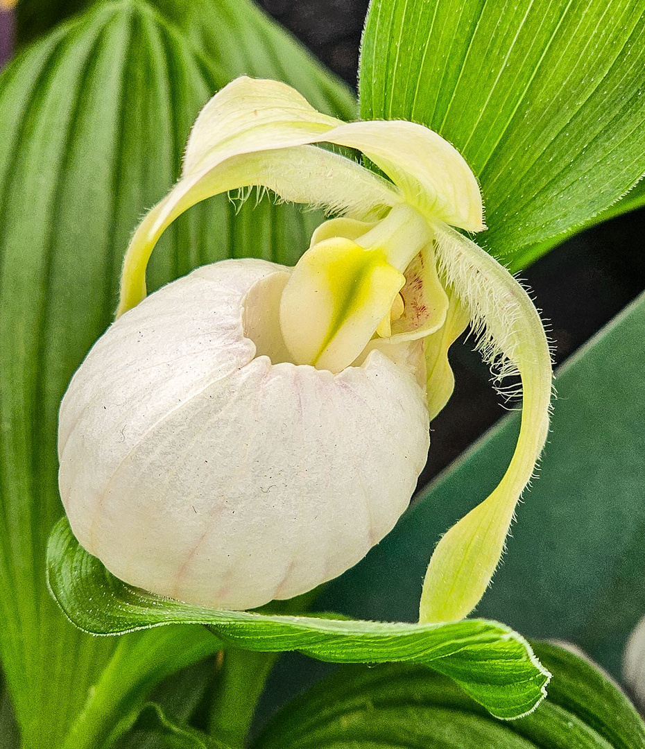 Garten Orchidee