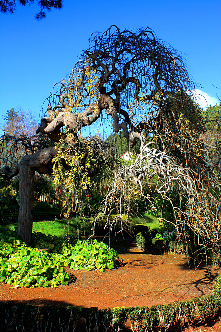 Garten Quinta do Palheiro Ferreiro