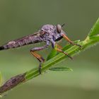 Garten-Raubfliege