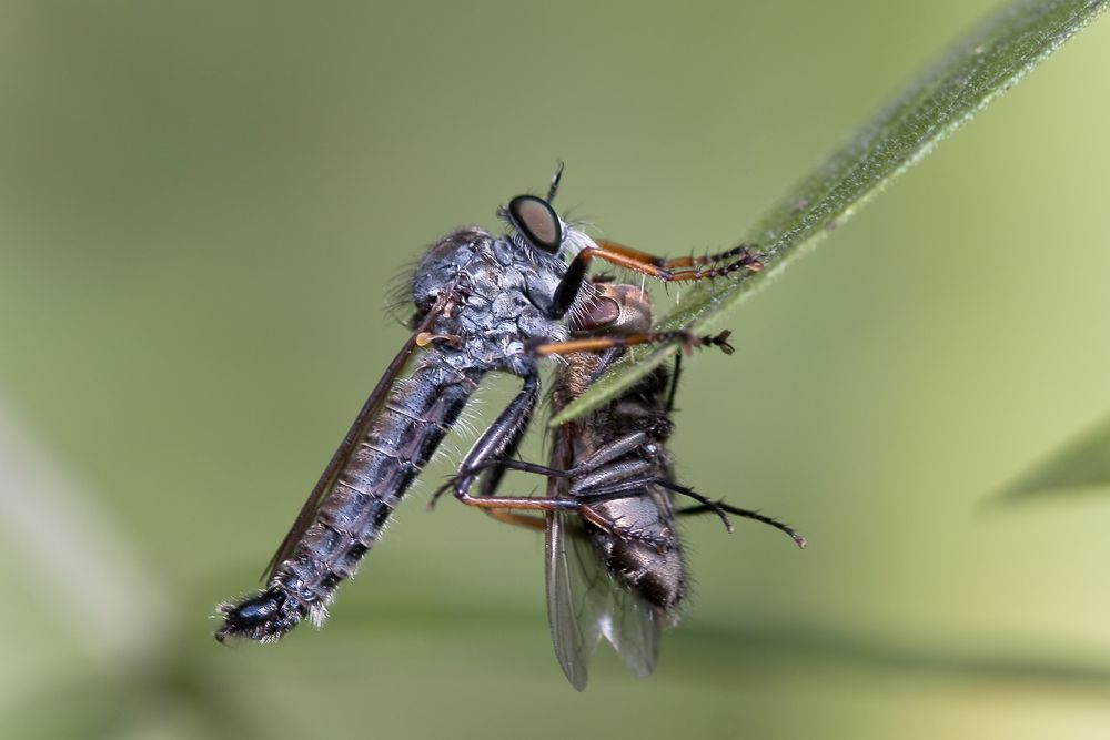 garten-raubfliege