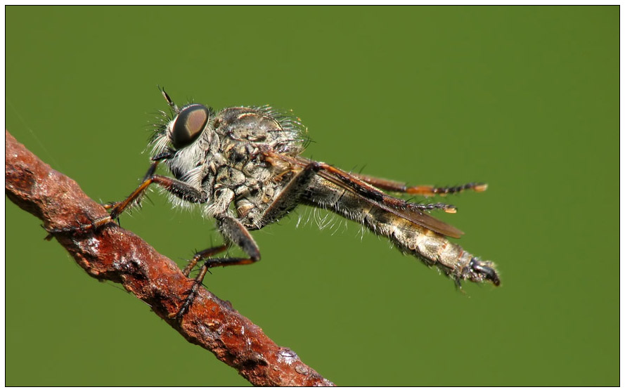 Garten-Raubfliege beim Putzen