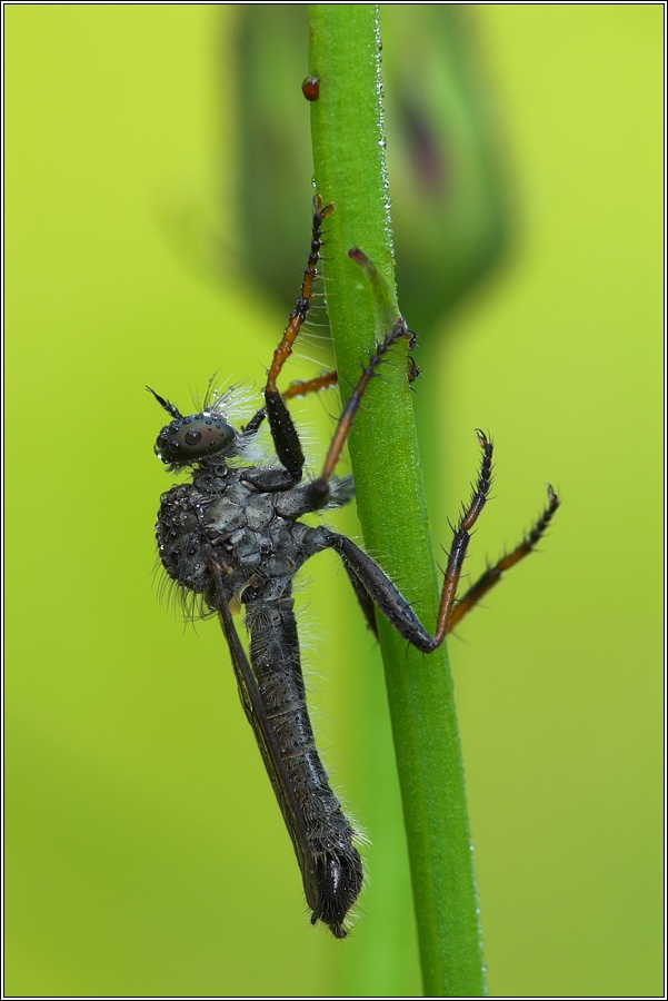 Garten-Raubfliege