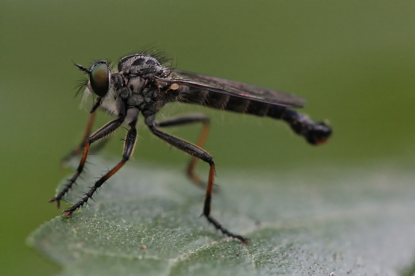 Garten-Raubfliege (Neomochtherus geniculatus)