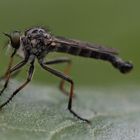 Garten-Raubfliege (Neomochtherus geniculatus)