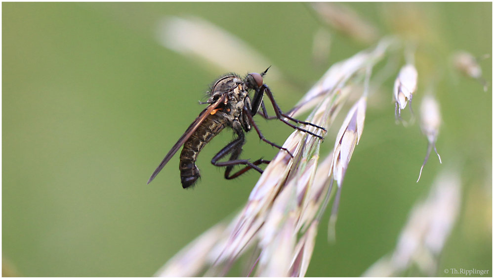 GartenRaubfliege (Neomochtherus geniculatus) ??? Foto & Bild tiere
