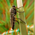 Garten-Raubfliege(Neomochtherus geniculatus) 