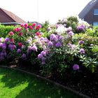 Garten  Rhododendron blüht