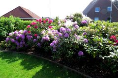 Garten  Rhododendron blüht