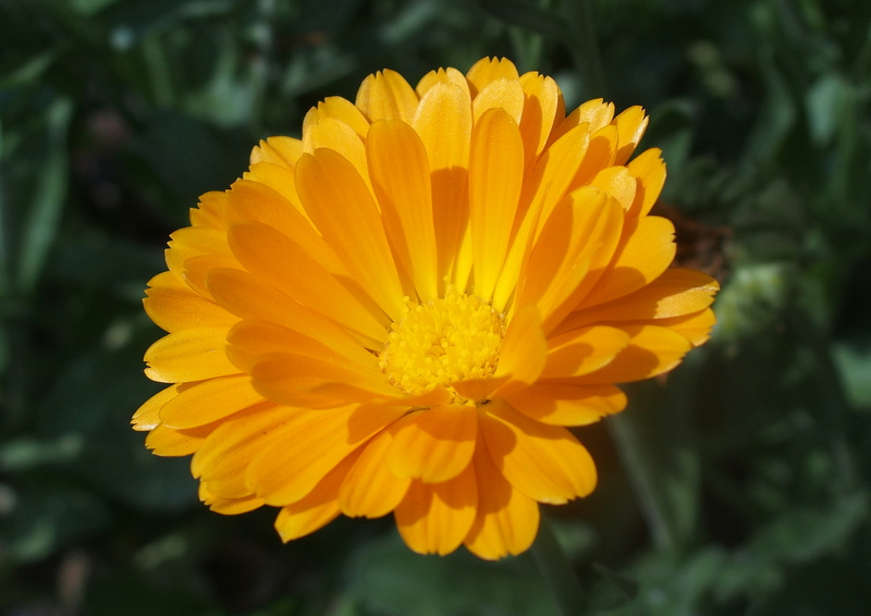 Garten-Ringelblume 'Calendula officinalis'