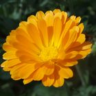 Garten-Ringelblume 'Calendula officinalis'