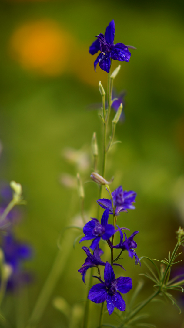 Garten Rittersporn