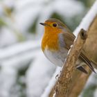 Garten-Robin