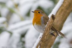 Garten-Robin