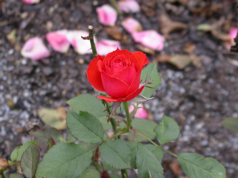 Garten-Rose