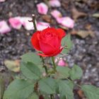 Garten-Rose