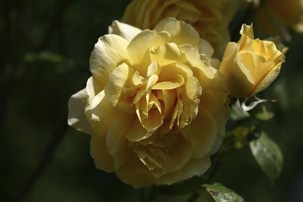 Garten Rose