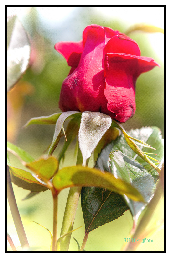 Garten-Rose