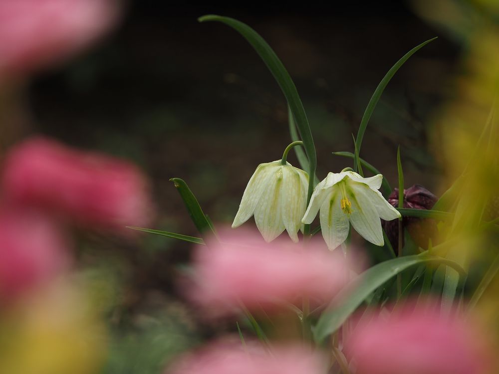 "Garten-Schach"