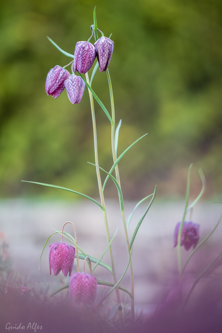 (Garten-)Schachbrettblume