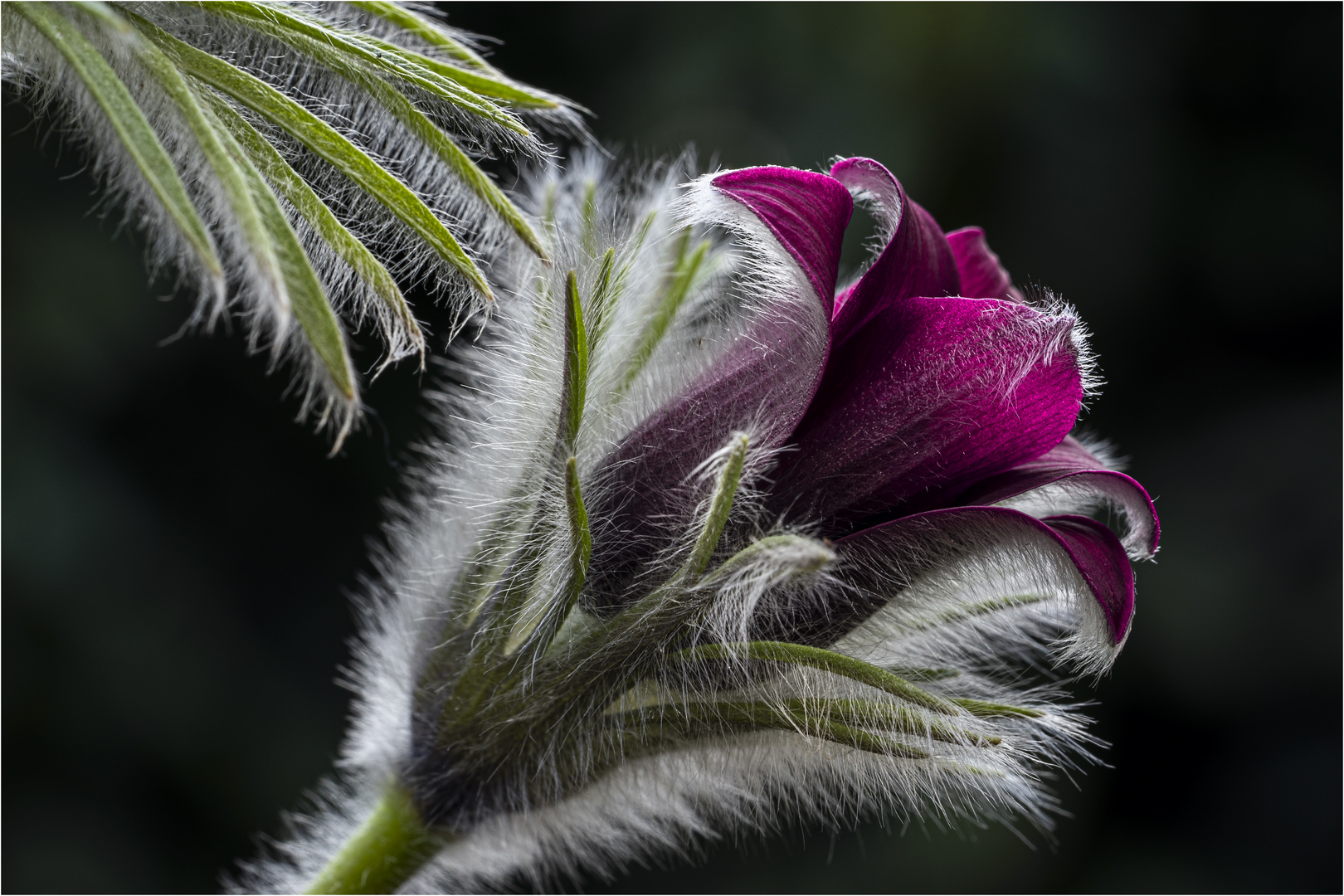 Garten Schelle