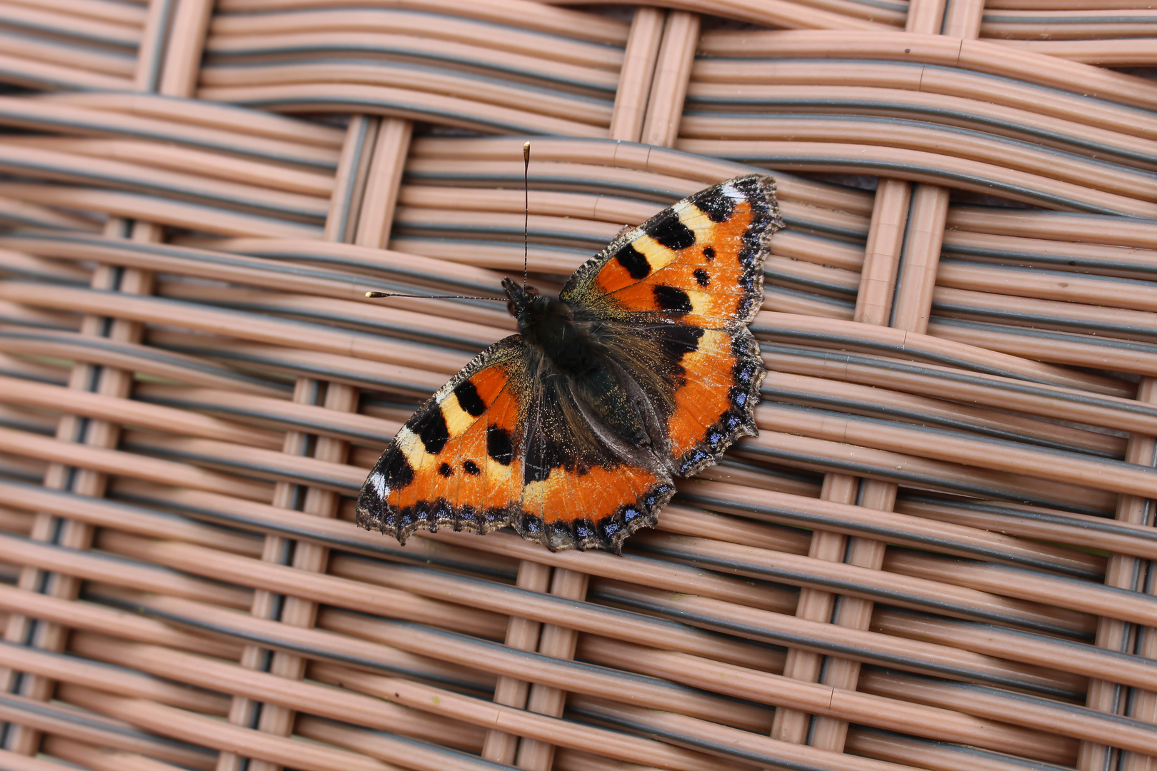 Garten Schmetterling