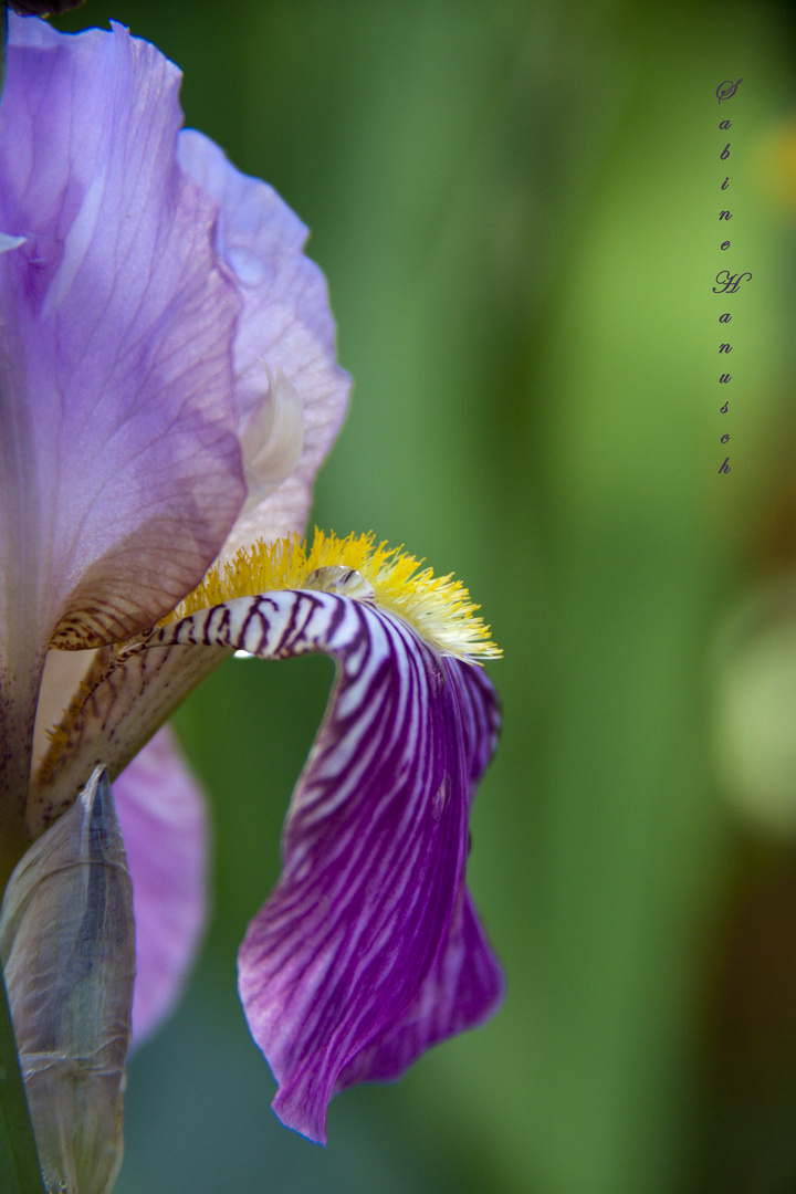 Garten Schönheit II