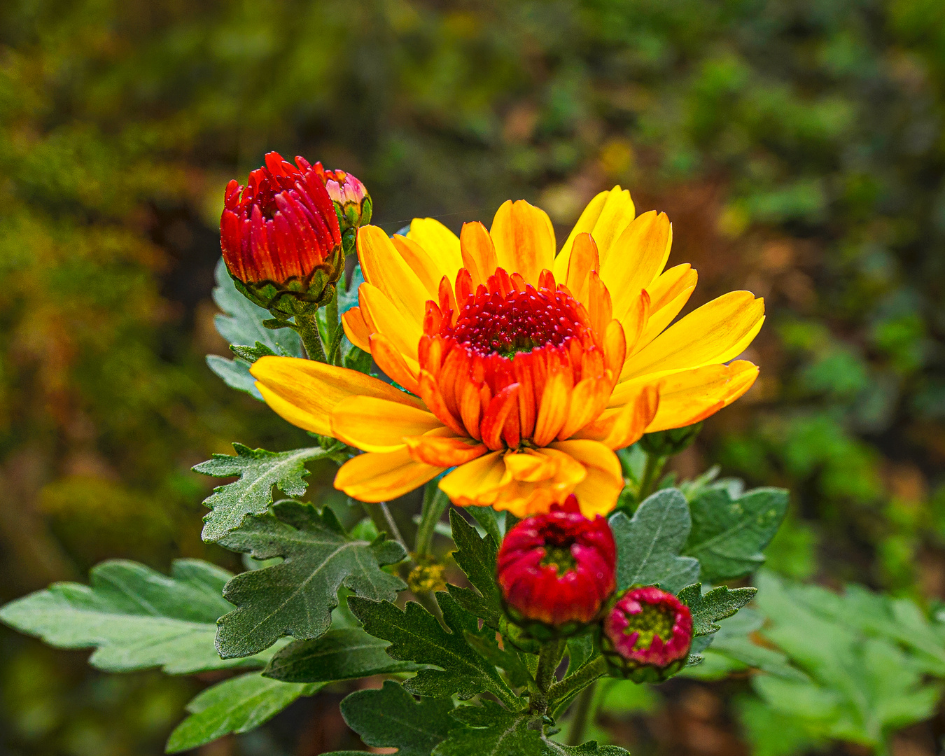 Garten Schönheiten. 