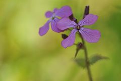 Garten-Silberblatt (Lunaria annua)